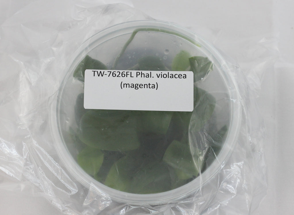 FLASK Phal. violacea (magenta)