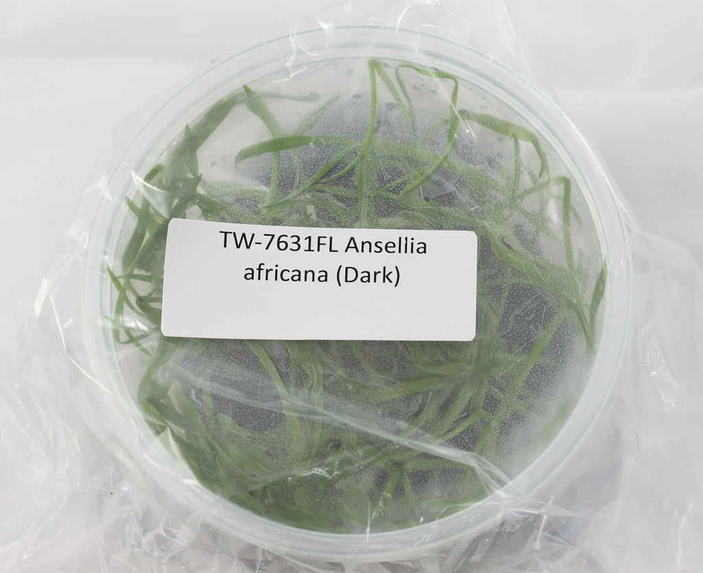 FLASK Ansellia africana (Dark)