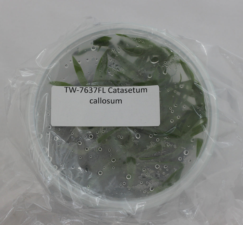 FLASK Catasetum callosum