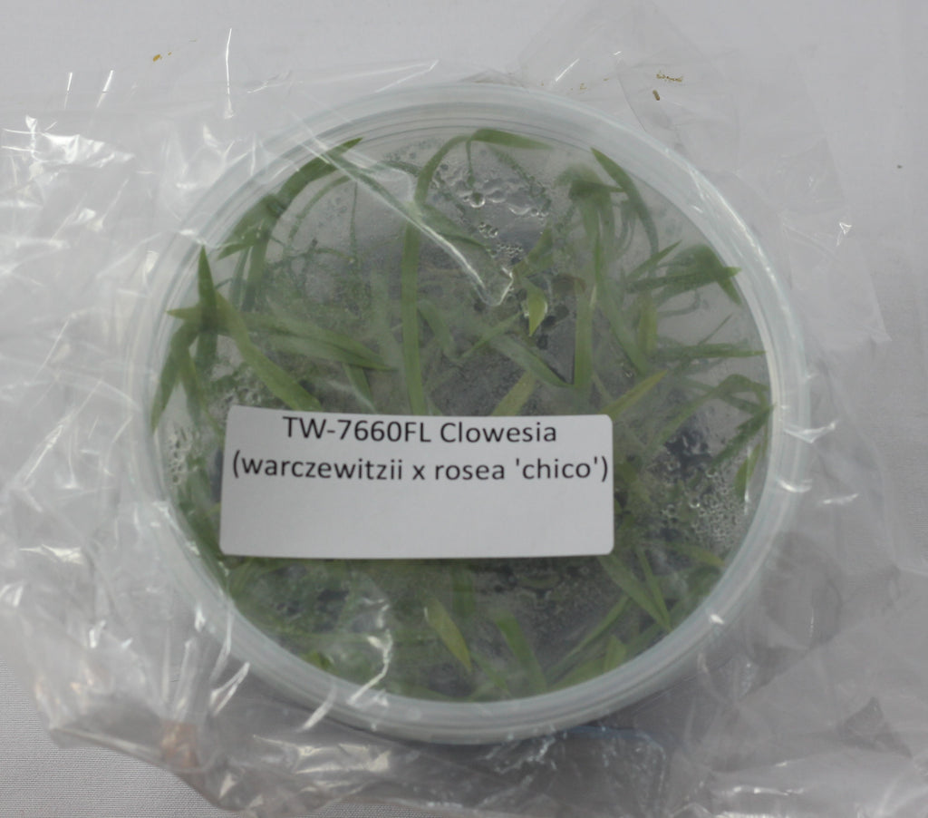 FLASK  Clowesia (warczewitzii x rosea 'chico')