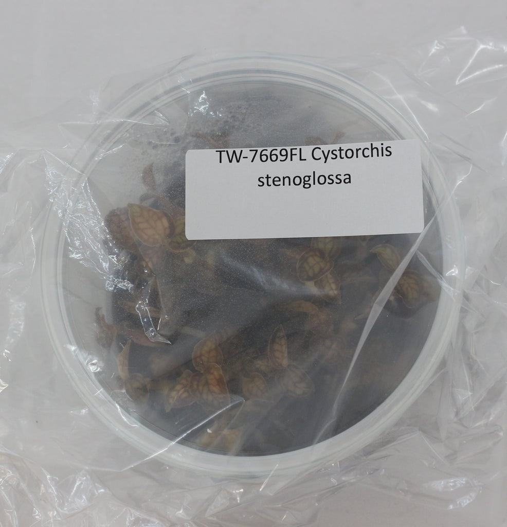 FLASK Cystorchis stenoglossa JEWEL ORCHID