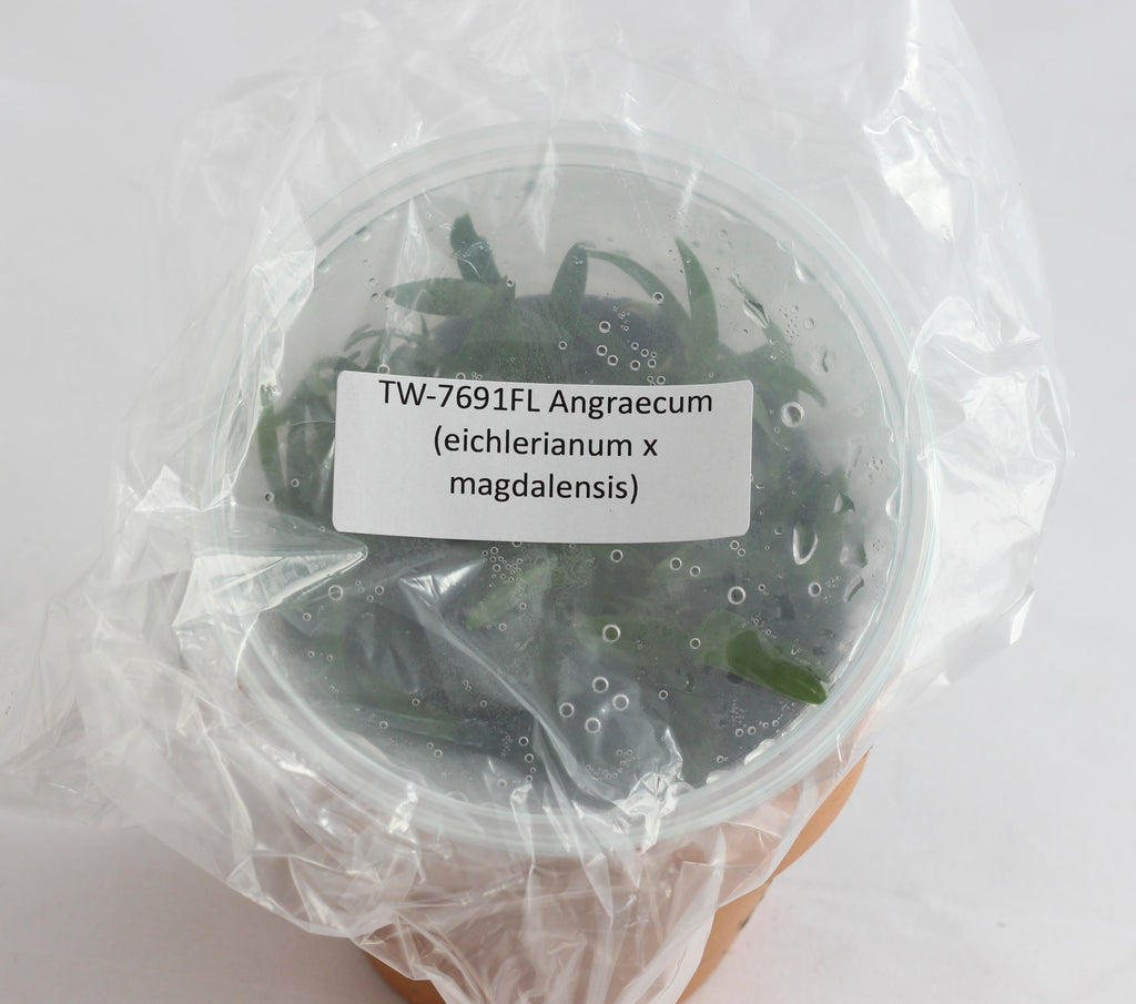 FLASK Angraecum (eichlerianum x magdalensis)