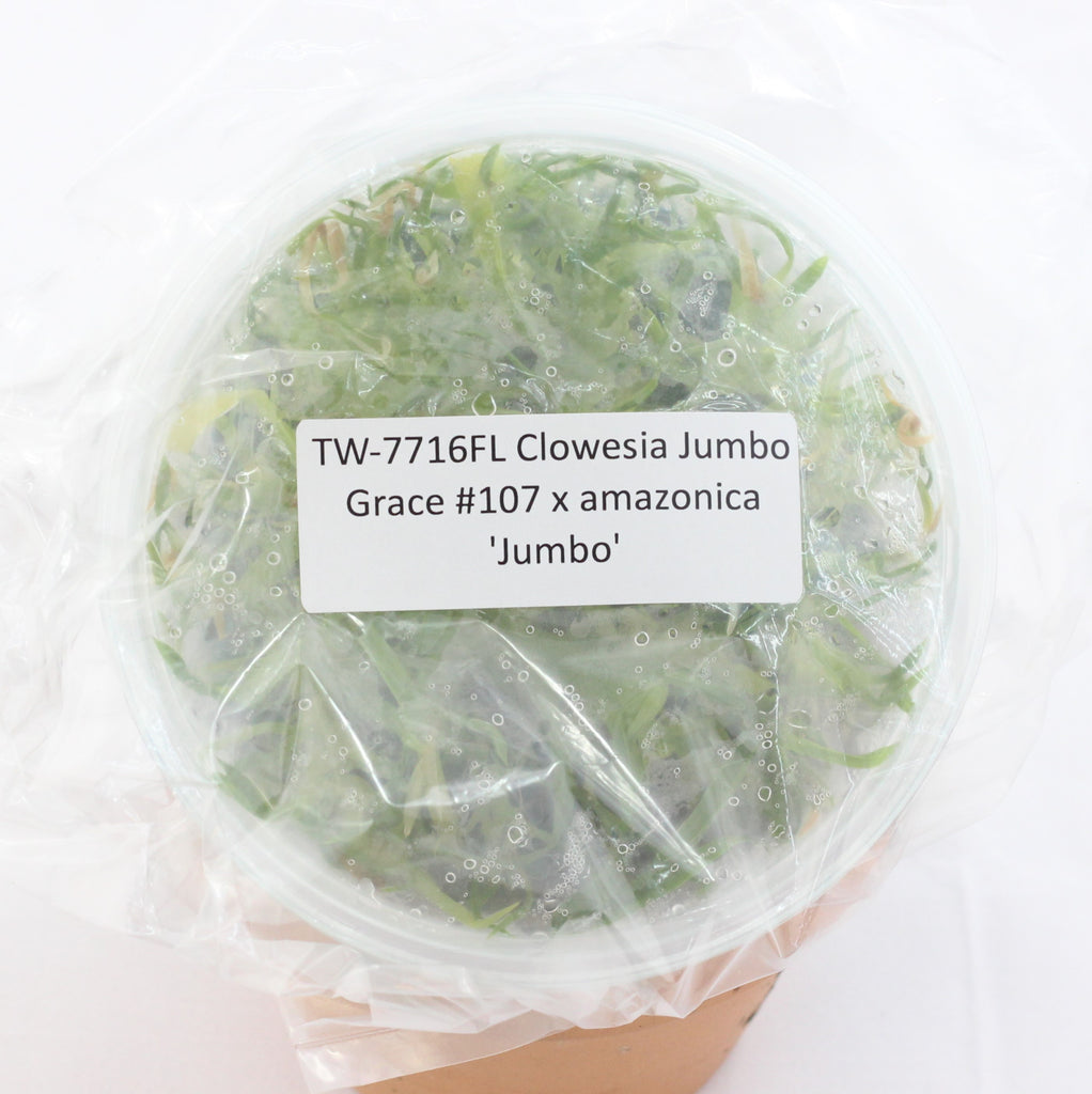 FLASK Clowesia Jumbo Grace #107 x amazonica 'Jumbo'