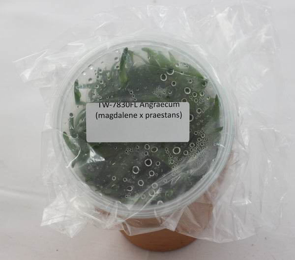 FLASK Angraecum (magdalene x praestans)