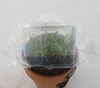 FLASK  Psychilis truncata f flava 'Jeimy'
