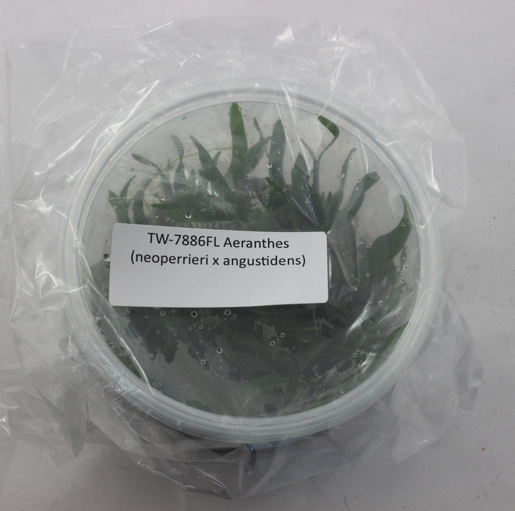 FLASK Aeranthes (neoperrieri x angustidens)