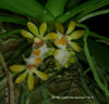 Gastrochilus japonicus
