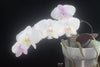 FLASK  Phal. philippinensis
