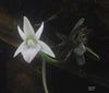 Angraecum urschianum