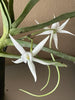 Angraecum Shooting Star