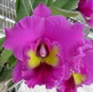 Rlc. King of Taiwan 'Ta Hsin #1'