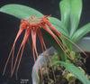 FLASK Bulbophyllum tingabarinum