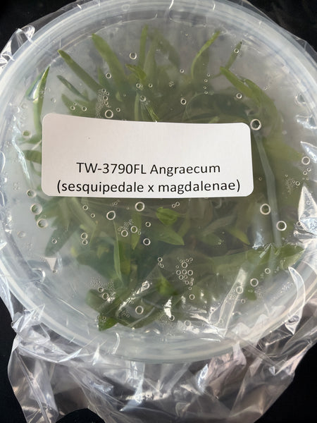 FLASK Angraecum (sesquipedale x magdalenae)
