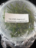 FLASK Angraecum (sesquipedale x magdalenae)