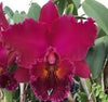 Rlc. Chia Lin ‘New City’