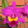 Rlc. Village Chief Tearoom ‘New Taiwan King’