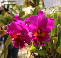 Rlc. King of Taiwan