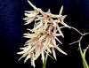 Den calamiforme