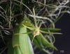 Thrixspermum acuminatissimum