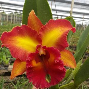 Rlc. Chomthong Fancy