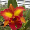 Rlc. Chomthong Fancy