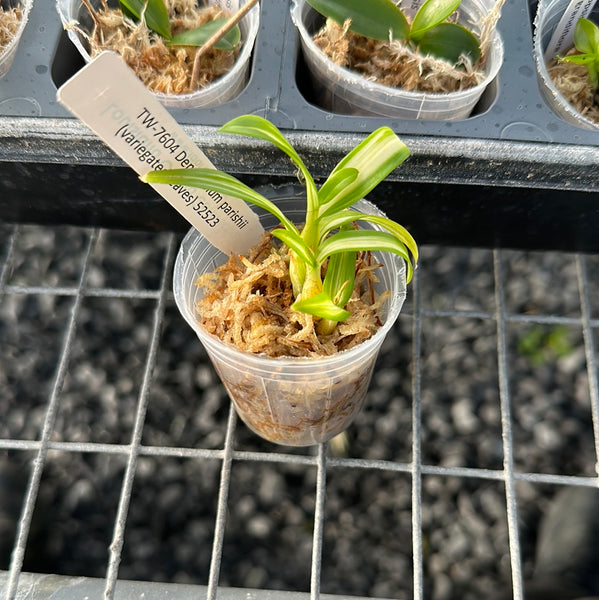 Dendrobium parishii (variegated leaves)