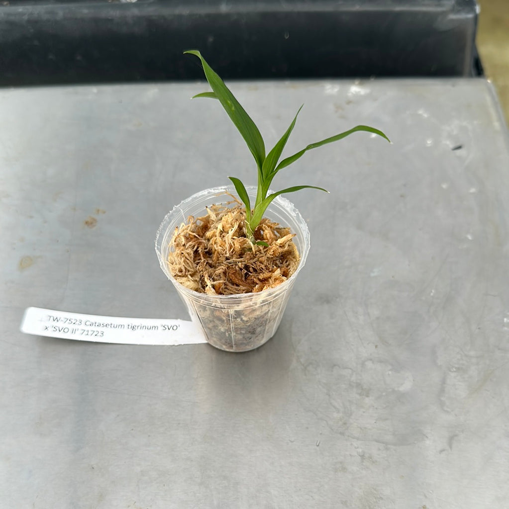 Catasetum tigrinum