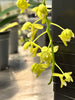 Macropodanthus cootesii seedlings 6 Pack