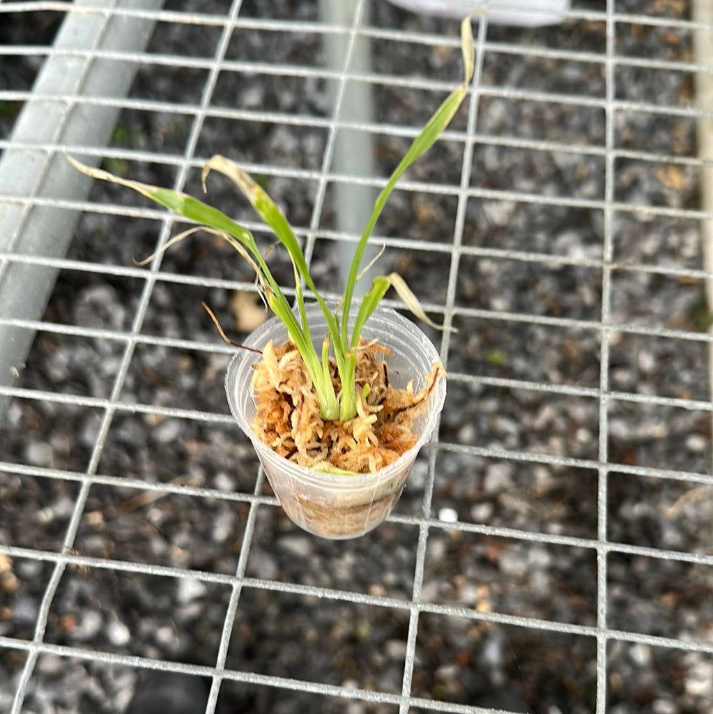 Clowesia (thylaciochila x russelliana)