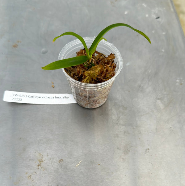 Cattleya violacea fma. alba