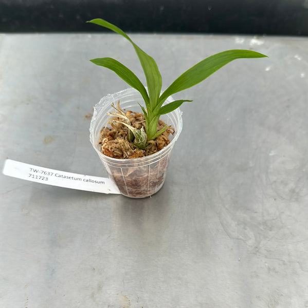Catasetum callosum