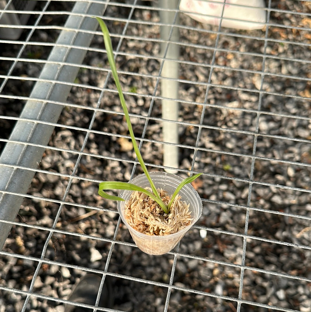 Clowesia Rebecca Northern x Catasetum expansum