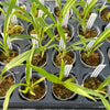 Clowesia Rebecca Northern x Catasetum expansum