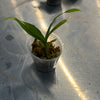 Catasetum gladiatorum