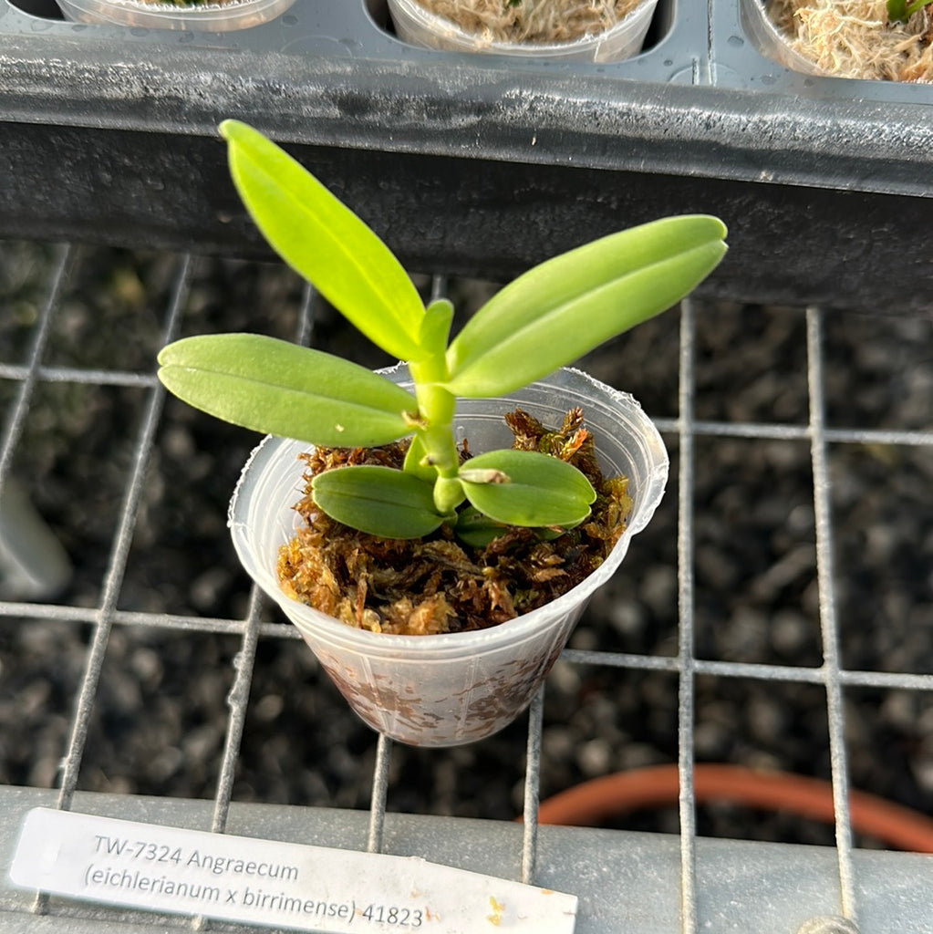 Angraecum (eichlerianum x birrimense)