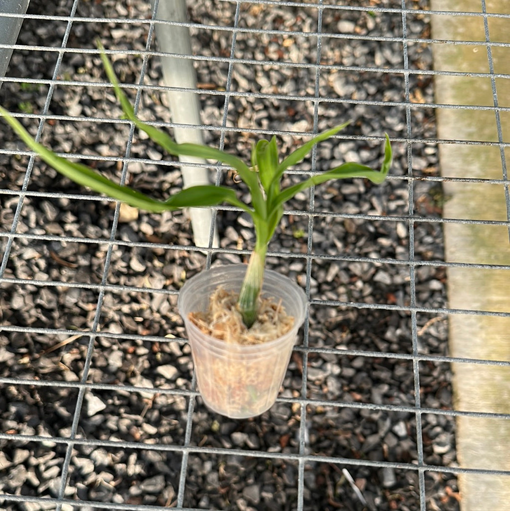 Cycnoches pentadactylon