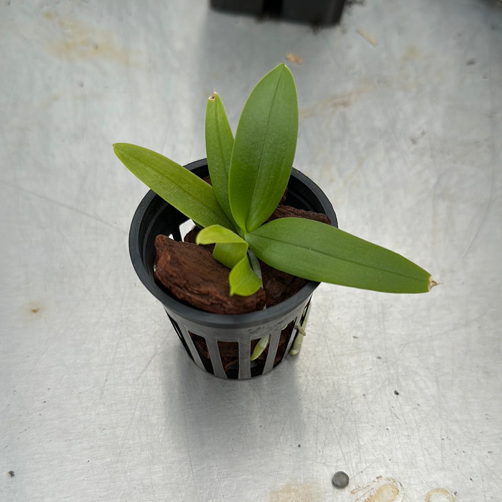 Macropodanthus cootesii seedlings
