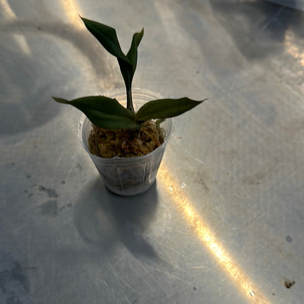 Oeceoclades (pulchra x roseo-variegata)