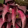 FLASK  Bulbophyllum fletcherianum