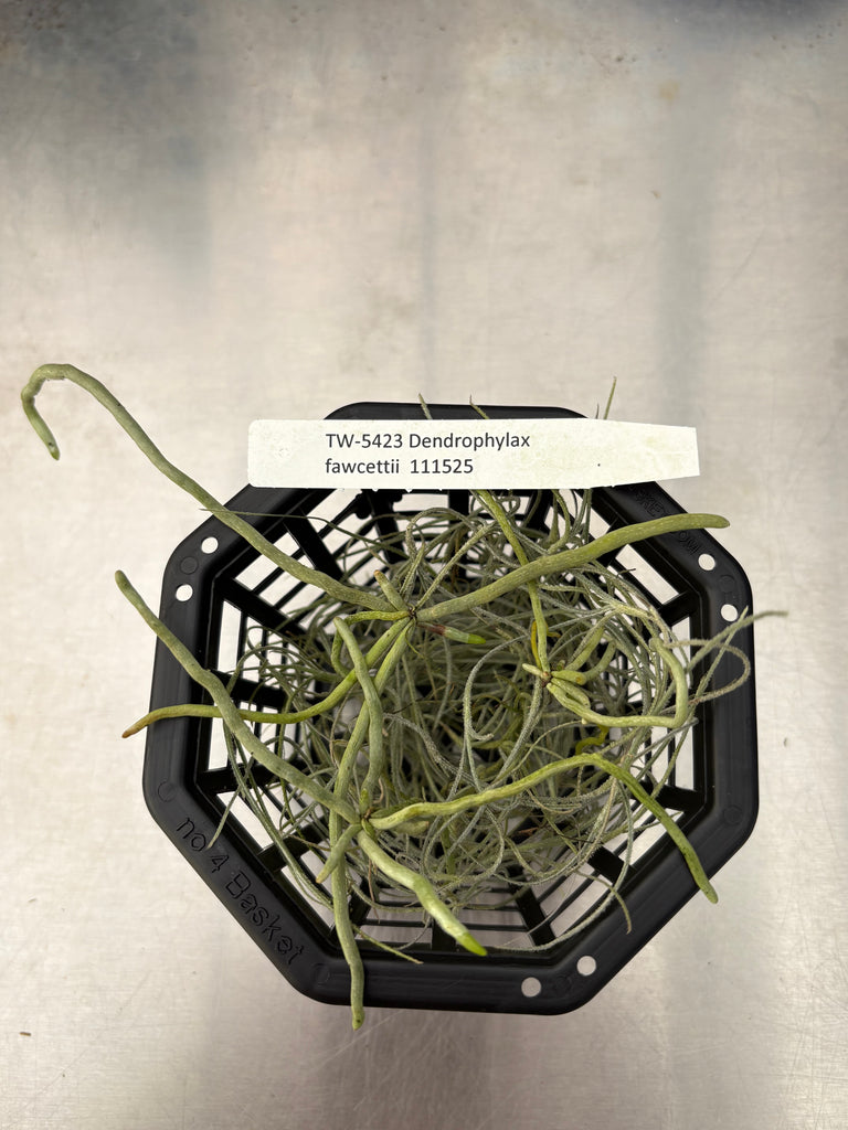 Dendrophylax fawcettii 3 seedlings