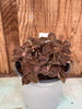 COMPOT Anoectochilus roxburghii JEWEL ORCHID