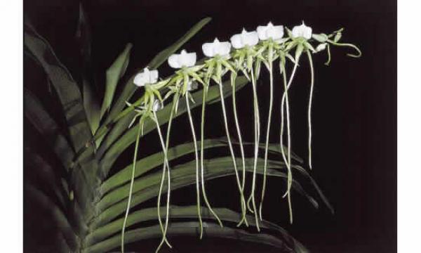 Angraecum longicalcar – Louisiana Orchid Connection