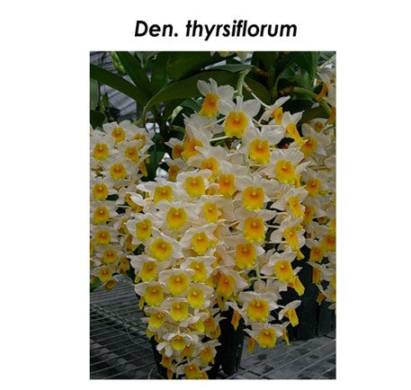 Dendrobium thyrsiflorim