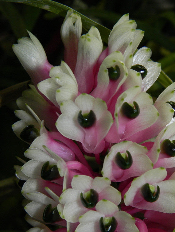 Dendrobium smilliae