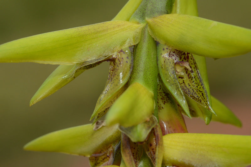 Bulbophyllum sulfureum