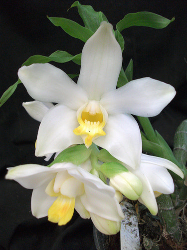 Chysis bractescens