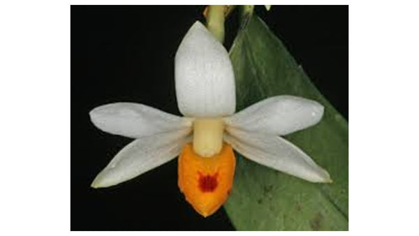 Euphlebium sibuyanense