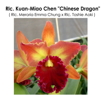 Rlc. Kuan-Miao Chen 'Chinese Dragon'