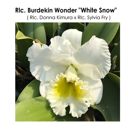 Rlc. Burdekin Wonder 'White Snow'