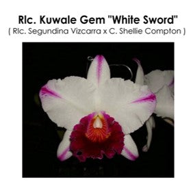 Rlc. Kuwale Gem 'White Sword'